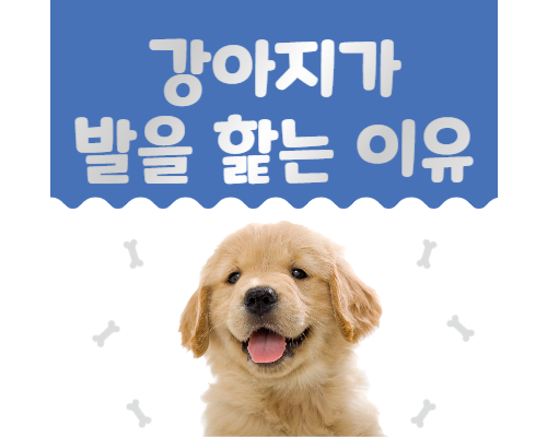 강아지가 발을 핥는 이유