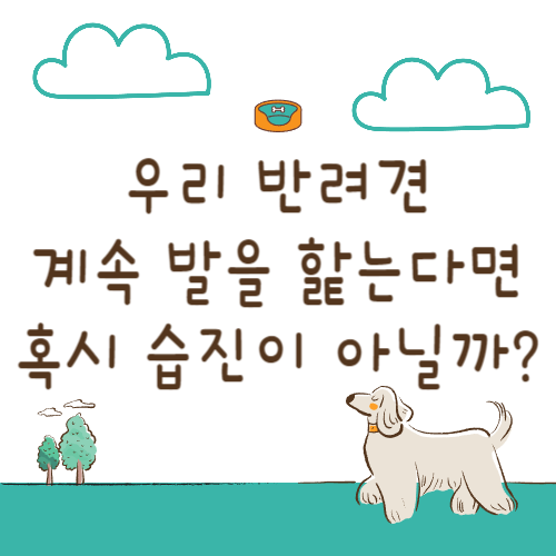 강아지가 발을 자주 핥는다면 혹시 습진 아닐까?