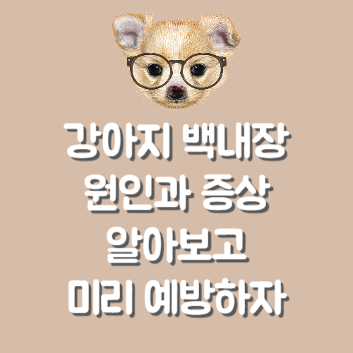 강아지 백내장 원인과 증상 알아보고 미리 예방하자